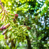 20 INDIAN TRUMPET Flower TREE (Midnight Horror / Broken Bones Plant / Tree of Damocles) Oroxylum Indicum Seeds