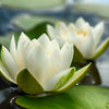 White Water Lily Seeds – / Lily Pad / Sacred Asian Water Lotus Nymphaea Ampla Flower – photo 5