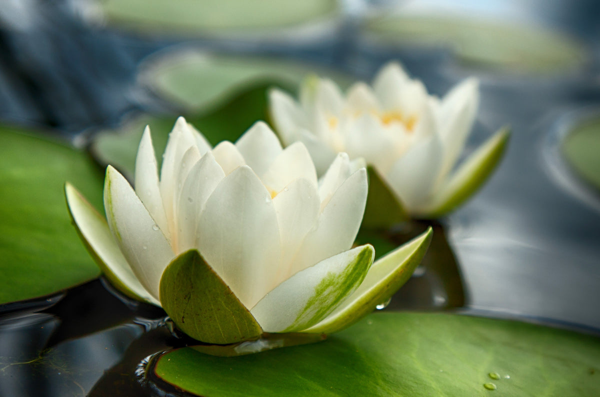White Water Lily Seeds – / Lily Pad / Sacred Asian Water Lotus Nymphaea Ampla Flower – photo 5