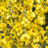 150 YELLOW VERBASCUM Thapsus Common Mullein Flower Herb Seeds