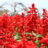 50 RED SALVIA Splendens St. John's Fire Scarlet Sage Flower Seeds