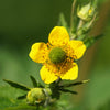 100 YELLOW AVENS Geum Aleppicum Moist Wetland Flower Seeds