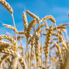 300 Wrens Abruzzi WINTER RYE Secale Cereale Grain Cover Crop Seeds