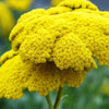 250 GOLD Golden Yellow YARROW Achillea Filipendulina Flower Seeds
