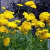 250 GOLD Golden Yellow YARROW Achillea Filipendulina Flower Seeds