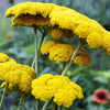 250 GOLD Golden Yellow YARROW Achillea Filipendulina Flower Seeds