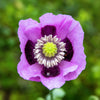 400 PERSIAN BLUE POPPY Papaver Somniferum Flower Seeds