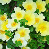 Golden Yellow Father Hugo Rose Seeds – Rosa Hugonis Flower Bush Shrub – photo 8