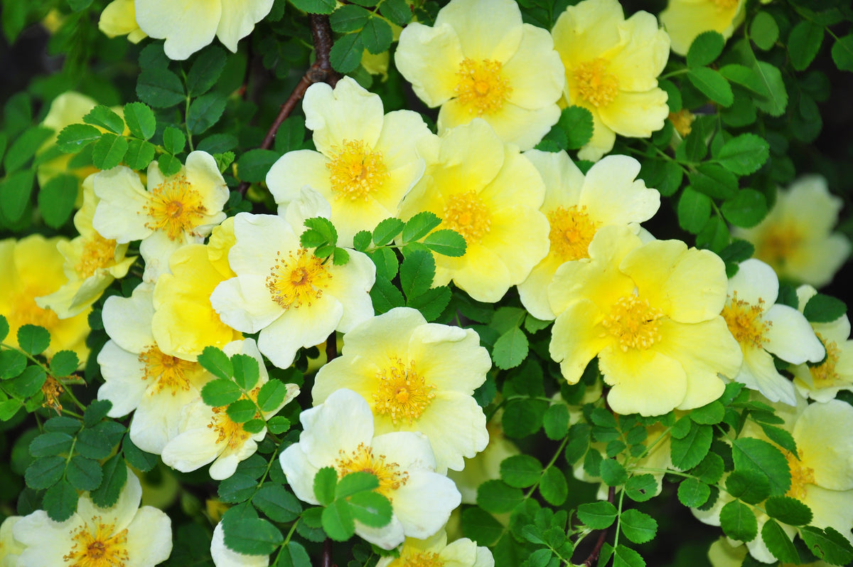Golden Yellow Father Hugo Rose Seeds – Rosa Hugonis Flower Bush Shrub – photo 8