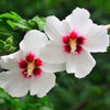 25 White & Hot Pink ROSE Of SHARON HIBISCUS Syriacus Flower Tree Bush Seeds