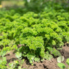 1500 TRIPLE CURLED PARSLEY Petroselinum Hortensis Herb Vegetable Seeds