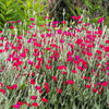 200 Organic ROSE CAMPION Magenta Silver Catchfly Lychnis Silene Coronaria Flower Seeds