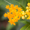 10 SILKY GOLD MILKWEED Butterfly Weed Asclepias Curassavica Monarch Flower Seeds