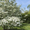 5 Flowering WHITE KOUSA DOGWOOD Cornus Kousa Tree Seeds