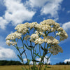 1000 WHITE YARROW Achillea Millefolium Flower Seeds