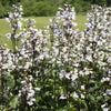 25 HUSKER RED PENSTEMON Digitalis Foxglove Beardtongue White Flower Seeds