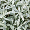 200 PRAIRIE SAGE (Wormwood / Fringed Sagebrush / Sagewort) Artemisia Ludoviciana Flower Seeds