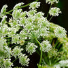200 BISHOPS FLOWER Ammi Majus False Queen Annes Lace Seeds