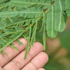100 MIMOSA Pudica / SENSITIVE PLANT / Touch Me Not Flower Seeds