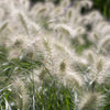 30 WHITE FOUNTAIN GRASS Pennisetum Villosum Ornamental Flower Seeds