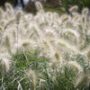 30 WHITE FOUNTAIN GRASS Pennisetum Villosum Ornamental Flower Seeds
