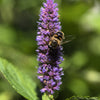 500 PURPLE ANISE HYSSOP (Licorice Mint / Blue Giant) Agastache Foeniculum Herb Flower Seeds