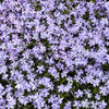 20 PRAIRIE PHLOX Pilosa Mixed Colors Pink Purple White Native Flower Seeds