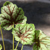 50 HEUCHERA Americana CORAL BELLS Dale's Strain American Alumroot Flower Seeds