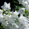 500 White PEACH LEAVED BELLFLOWER Campanula Persicifolia Flower Seeds