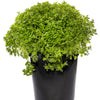 500 DWARF GREEK BASIL Ocimum Basilicum Fragrant Spicy Small Bright Green Leaf Herb Seeds