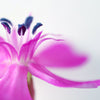 1000 TALL CATCHFLY (Campion / None So Pretty) Silene Armeria Pink Flower Seeds