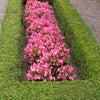 25 Rose PINK WAX BEGONIA Semperflorens Fibrous Shade Flower Seeds