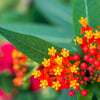 100 SUNSET MILKWEED Asclepias Curassavica Scarlet Blood Flower Red Orange Butterfly Weed Seeds