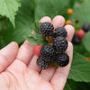 25 TRAILING BLACKBERRY Pacific Rubus Ursinus Vining Shrub Fruit Berry Seeds