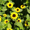 150 YELLOW CREEPING ZINNIA Sanvitalia Procumbens Seeds