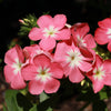 100 PHLOX OF SHEEP Pastel Mix Phlox Drummondii Multicolor Flower Seeds