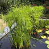 20 Cyperus PAPYRUS Paper Reed Water Plant Egyptian Nile Grass Yellow Flower Seeds
