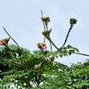 20 INDIAN TRUMPET Flower TREE (Midnight Horror / Broken Bones Plant / Tree of Damocles) Oroxylum Indicum Seeds