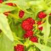 100 STRAWBERRY STICKS / SPINACH Chenopodium Foliosum Fruit Berry Seeds