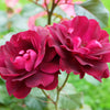 5 BURGUNDY CLIMBING ROSE Red Rosa Bush Vine Climber Fragrant Flower Seeds