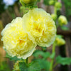 50 SUMMER CARNIVAL HOLLYHOCK Double Mixed Colors Red Pink White Yellow Peach Alcea Rosea Flower Seeds