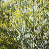 1500 WHITE Blossom SWEET CLOVER Melilotus Officinalis Alba Albus Sweetclover Honey Clover Flower Seeds