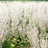 50 WHITE Swan CLARY SAGE Salvia Viridis Horminum Herb Flower Seeds