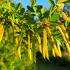 25 SIBERIAN PEASHRUB Caragana Arborescens Peatree Yellow Flower Legume Vegetable Seeds