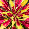 150 TRICOLOR AMARANTHUS PERFECTA Summer Poinsettia Amaranth Flower Seeds