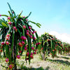 20 PURPLE DRAGON FRUIT (Pitaya / Pitahaya / Strawberry Pear) Hylocereus Undatus Cactus Seeds