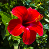 10 Luna RED HARDY HIBISCUS Hibiscus Moscheutos Balhibred Flower Seeds