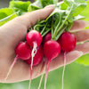 2000 CHERRY BELLE RADISH Raphanus Sativus Vegetable Seeds