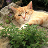 200 Lemon LEMONY CATNIP Nepeta Cataria Citriodora Herb Flower Seeds