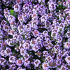 1000 Common GARDEN THYME English, German, French, or Winter Thymus Vulgaris Herb Flower Seeds